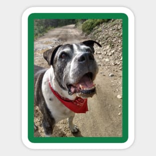 Scout the Pitbull Sticker